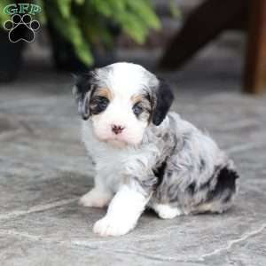 Mack, Cavapoo Puppy